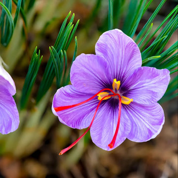 Saffron Seeds – Crocus Sativus
