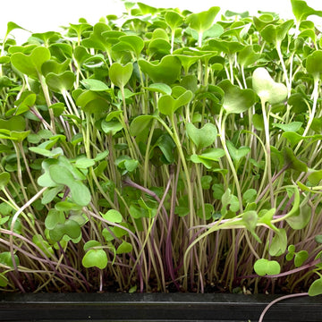 Salad Mix Microgreens Seeds – Bulk