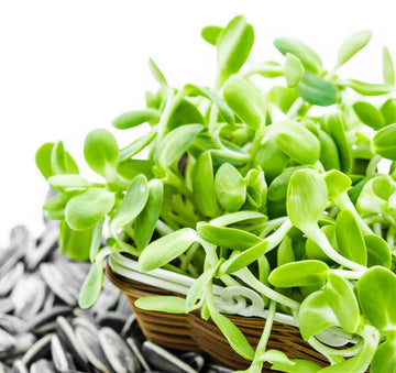 Salad Mix Microgreens Seeds – Bulk