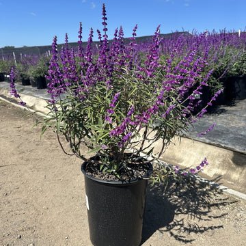 Salvia Seeds – Leucantha