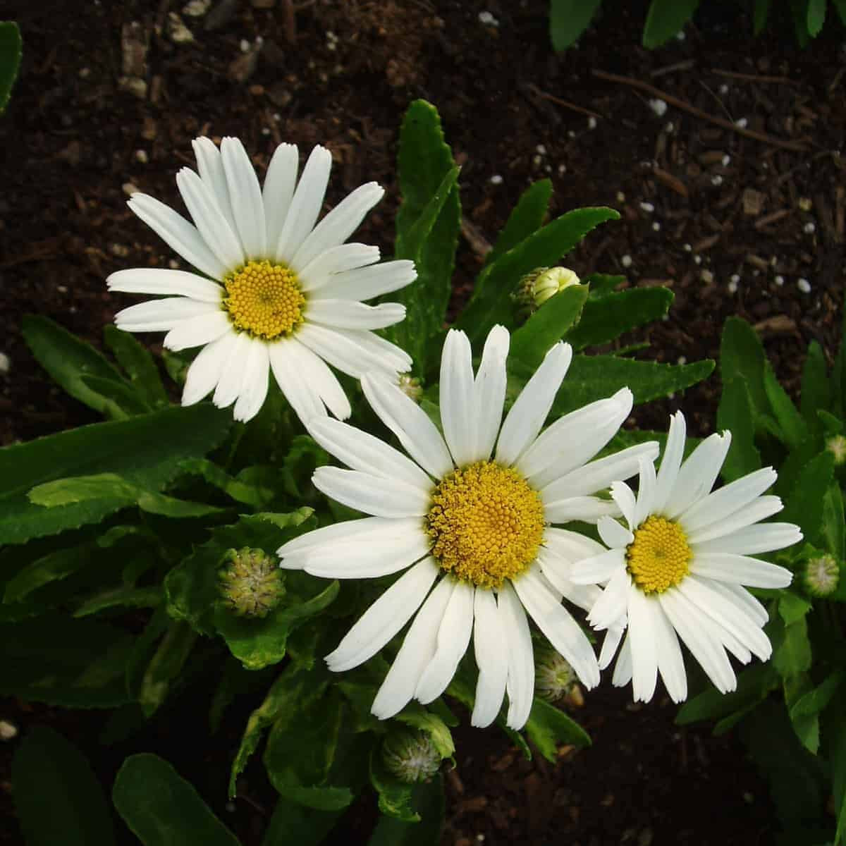 Shasta Daisy Seeds – Snow Lady