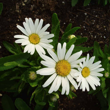 Shasta Daisy Seeds – Snow Lady