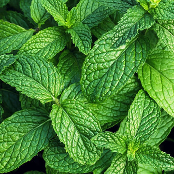 Mint Seeds