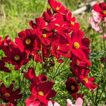 Cosmos Seeds – Bipinnatus Dazzler