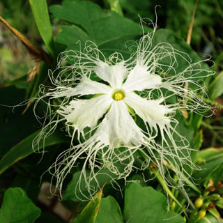 Trichosanthes Seeds – Kirilowii