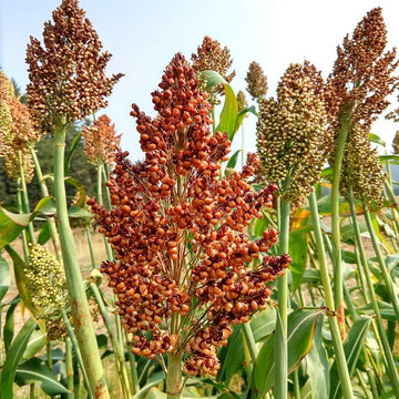 Sorghum Seeds – Red