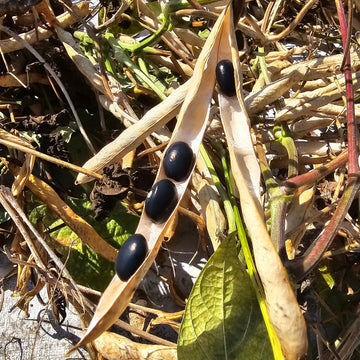 Black Coco Bean Seeds - Heirloom