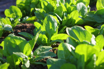 Spinach Seeds – Spinacia Oleracea