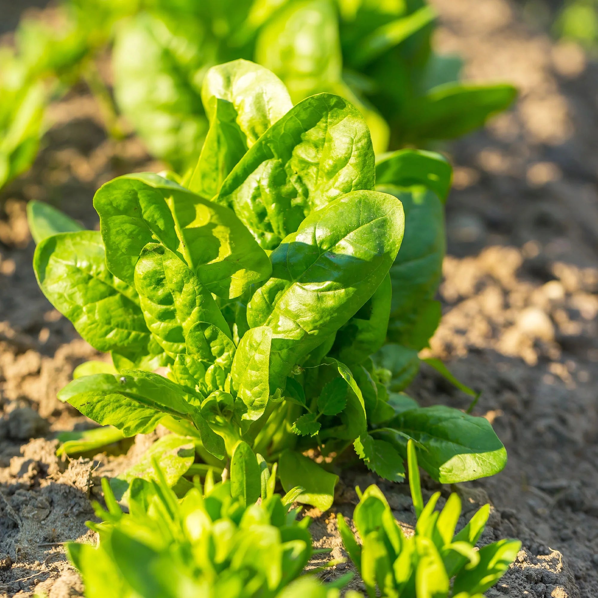 Spinach Seeds – Spinacia Oleracea