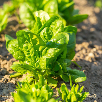 Spinach Seeds – Spinacia Oleracea