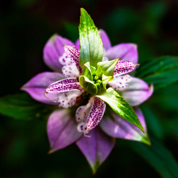 Spotted Bee Balm Seeds – Monarda Punctata