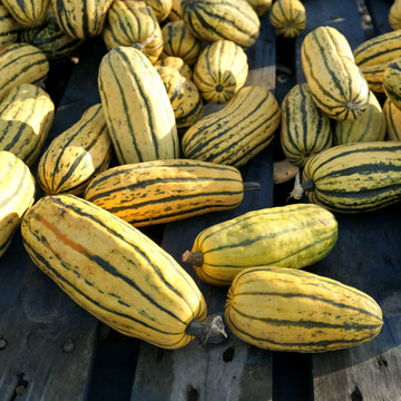 Squash Seeds - Delicata