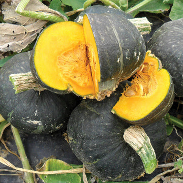 Squash Seeds – Burgess Buttercup Winter