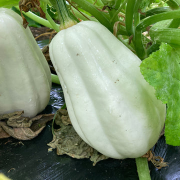 Squash Seeds – Mashed Potato