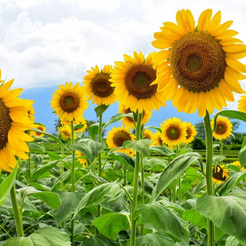 Sunflower Seeds – Organic
