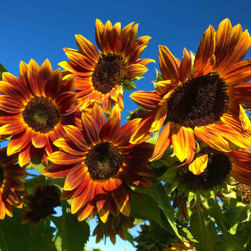 Sunflower Seeds – Thick Yellow Red