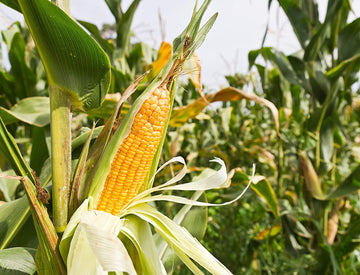 Sweet Corn Seeds - Early Maturing, Non-GMO