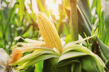 Sweet Corn Seeds - Early Maturing, Non-GMO