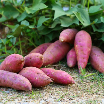 Sweet Potato Seeds