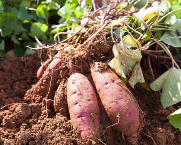 Sweet Potato Seeds