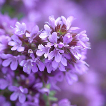 Lemon Thyme Seeds