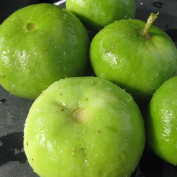 Tinda Seeds – Gourd