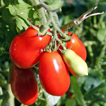 Tomato Seeds – Roma (Faithful Farms)