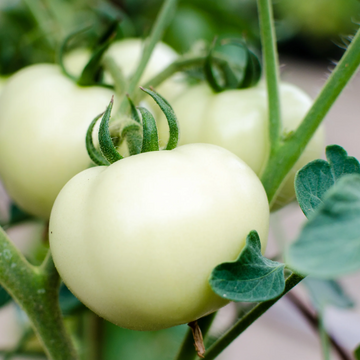 Tomato Seeds – White Wonder Organic Heirloom