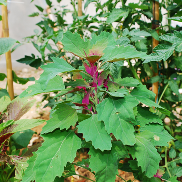 Tree Spinach Seeds