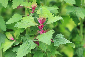 Tree Spinach Seeds
