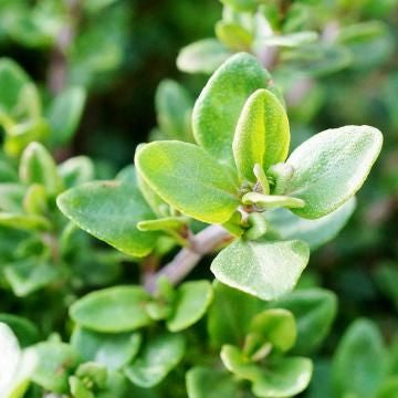 Thyme Seeds – Zitrone