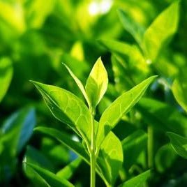 Camellia Sinensis Seeds – Tea Plant