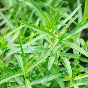 Tarragon Seeds – Green