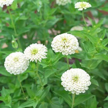 Zinnia Seeds – White