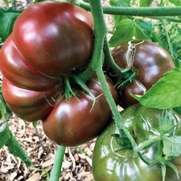 Cherokee Seeds