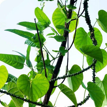 Tinospora Seeds