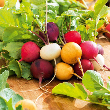 Radish Seeds – Rainbow Mix