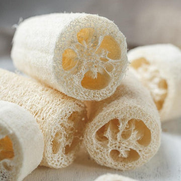 Luffa Seeds – Cream