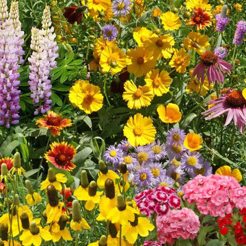 Wildflower Seeds – Maximum Mix