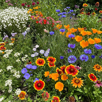Wildflower Seeds - Southwest Mix