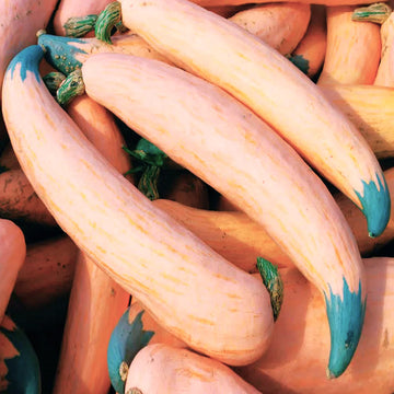Squash Seeds – North Georgia Candy Roaster