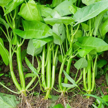 Water Spinach Seeds – Kong Xin Cai (Kangkong)