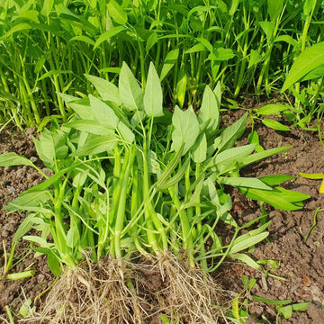Water Spinach Seeds – Kong Xin Cai (Kangkong)