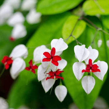 Clerodendrum Thomsoniae Seeds – Bleeding Heart Vine