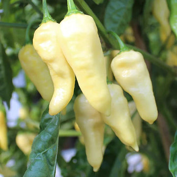Chili Seeds – Light Yellow