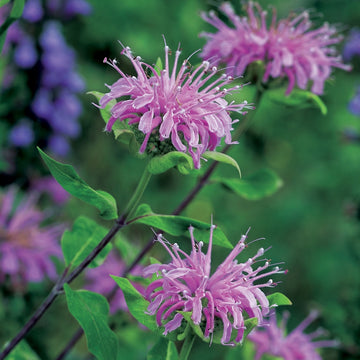Lemon Bergamot Seeds