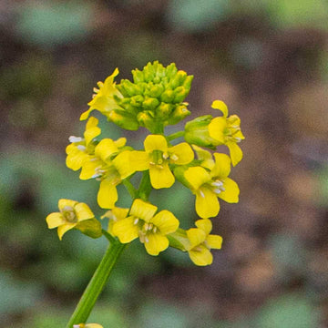 Rocketcress Seeds – Yellow