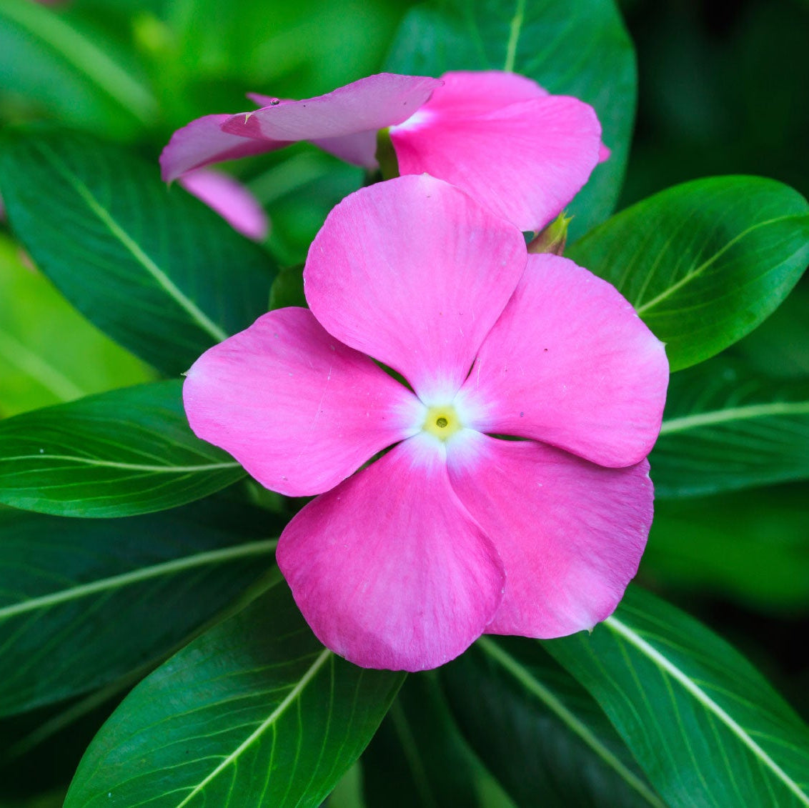 Catharanthus Roseus Seeds – Madagascar Periwinkle