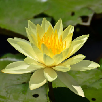 Lotus Seeds – Golden Crown Yellow Center