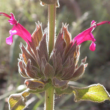 California Hummingbird Sage Seeds – Magenta Red
